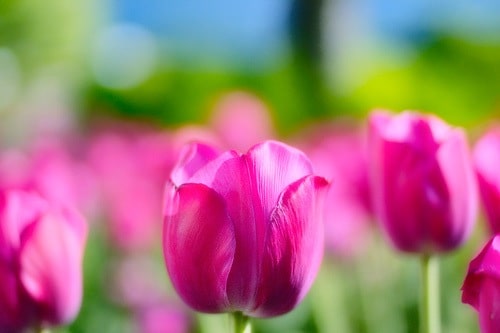 Pink Tulips