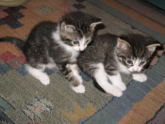 Cute gray and white kittens playing on a carpet