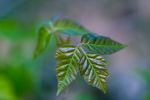 Poison ivy