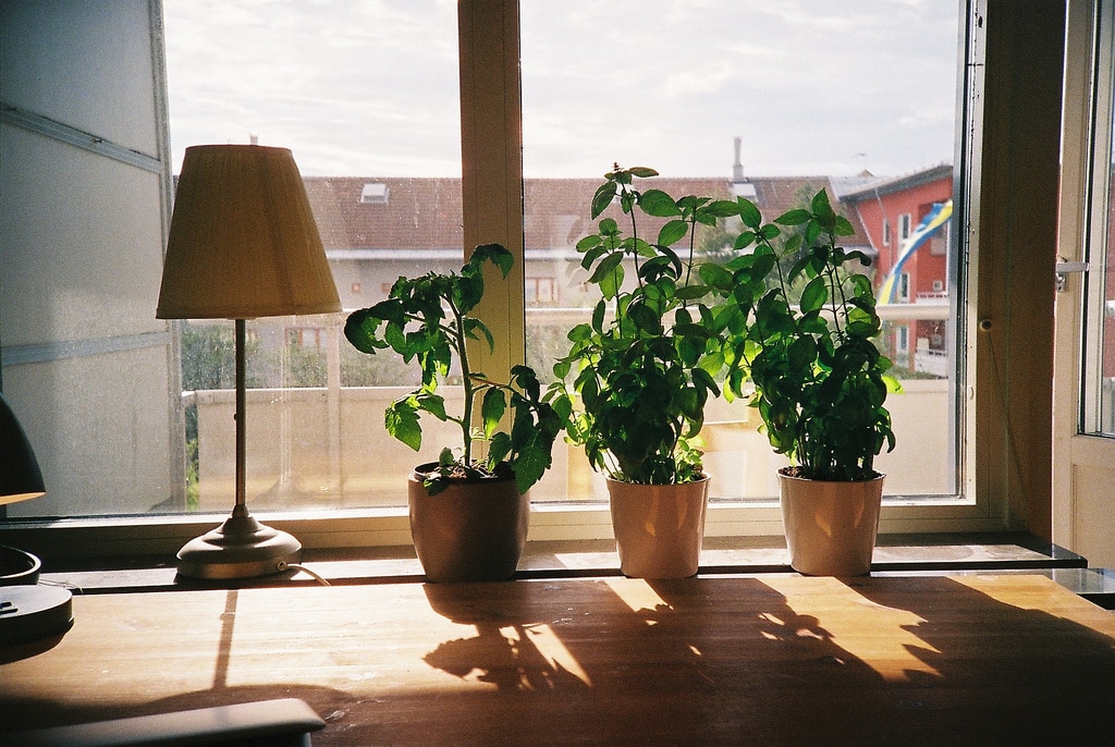 Potted herbs