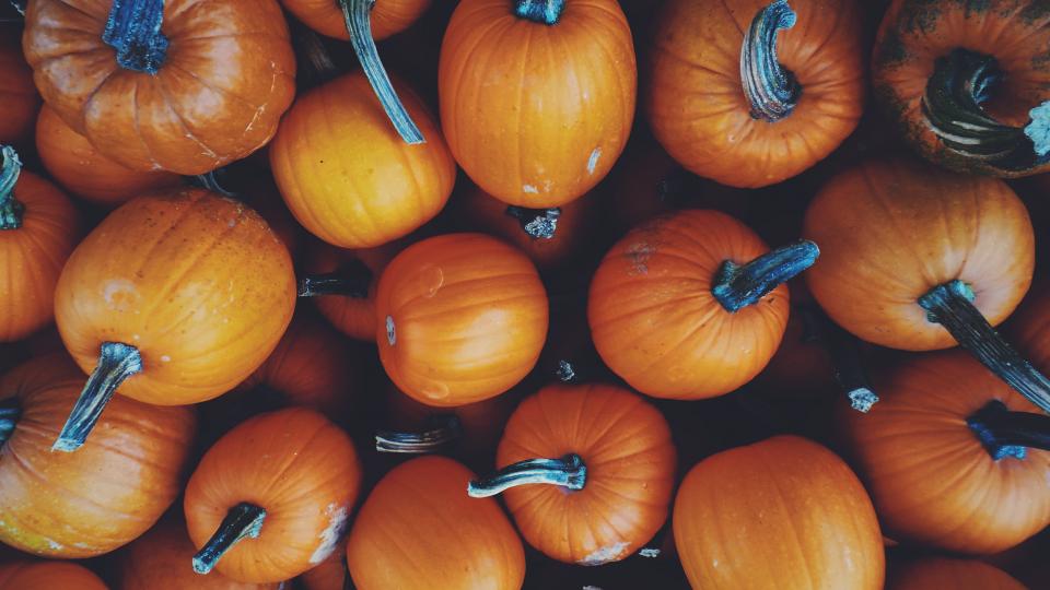 A large quantity of pumpkins