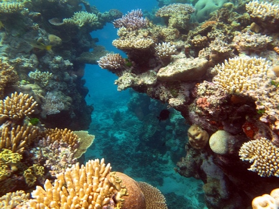 Quiz-World Wonders-Great Barrier Reef-Photo