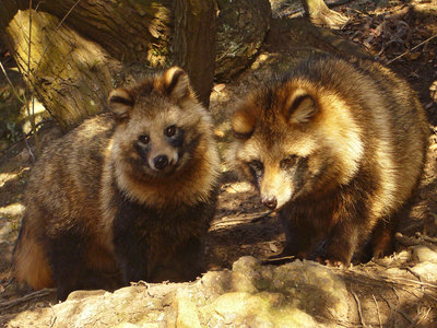 Raccoon dog