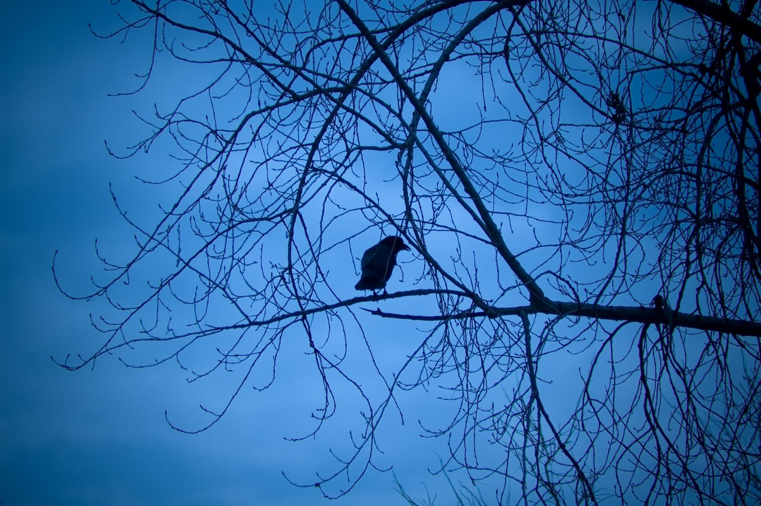 Raven in a tree