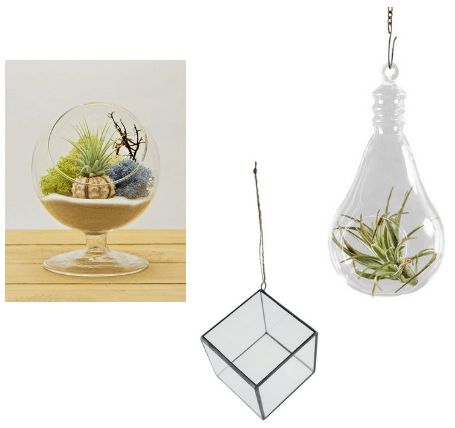 Air plant hanging terrariums