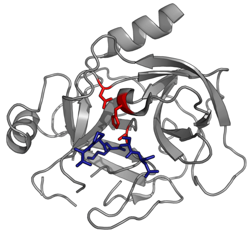 A protease