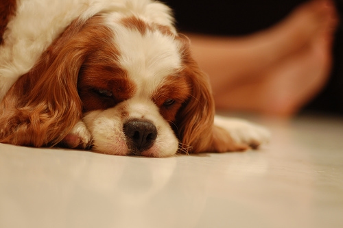 sleepy puppy