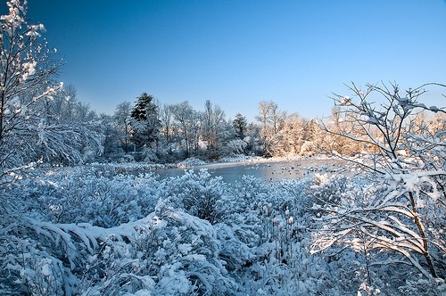 Snowscape