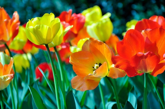 Spring flowers