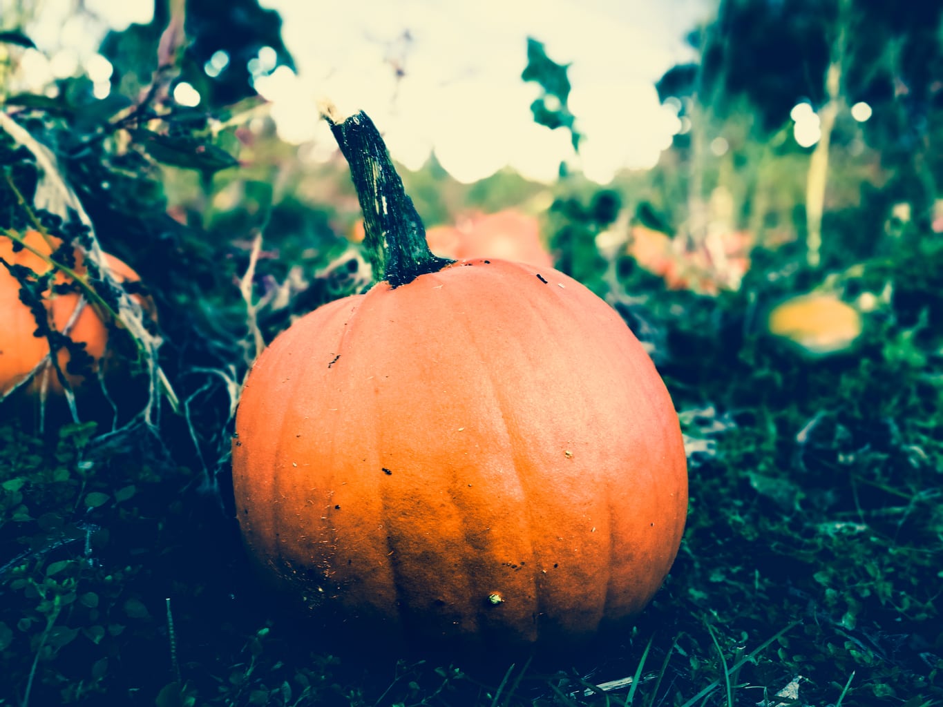 Fall movies - fall pumpkin