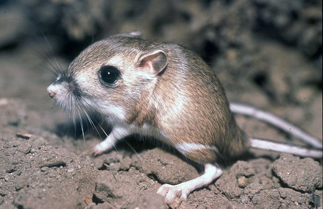 A Kangaroo Rat