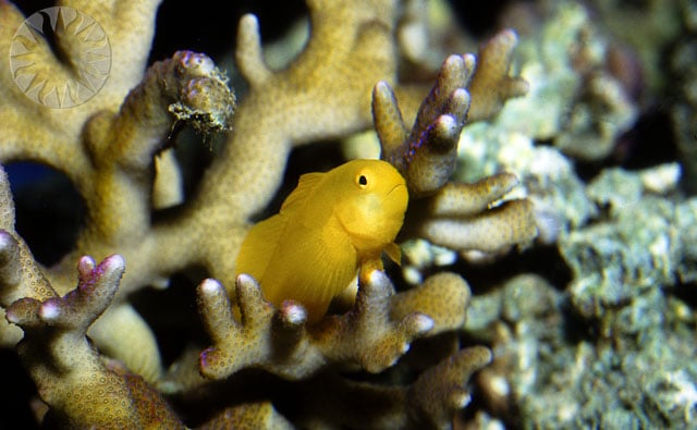 An image of a fish living in a coral reef