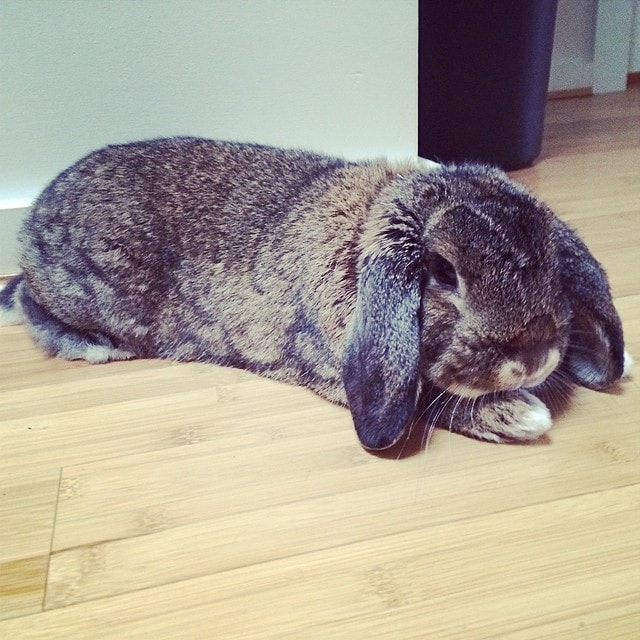 bun doing yoga