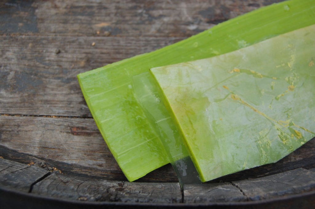 Aloe Vera Leaf