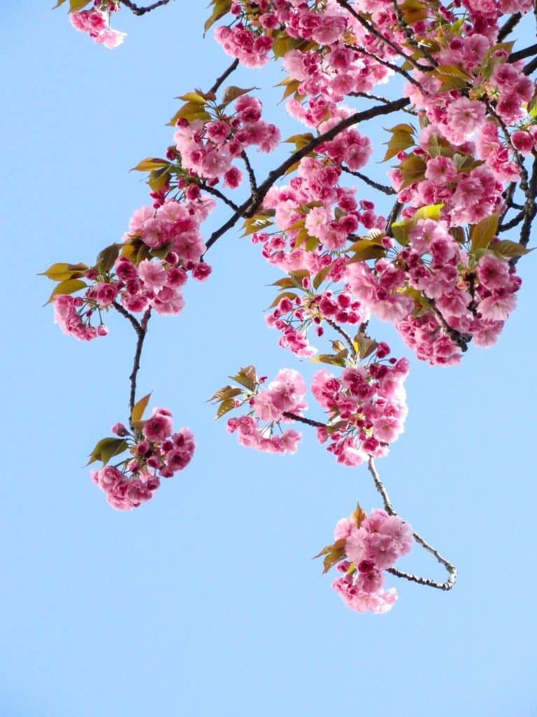 Japanese cherry blossoms