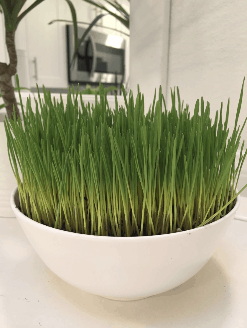 cat grass in a white bowl