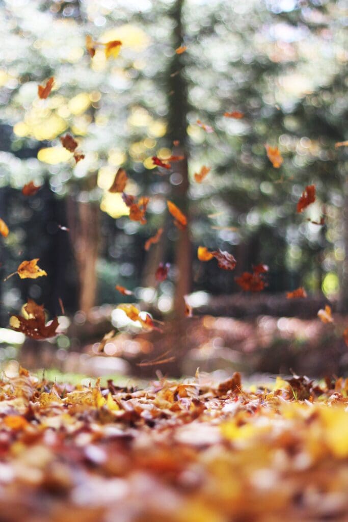 Fall bucket list - crunch in the leaves