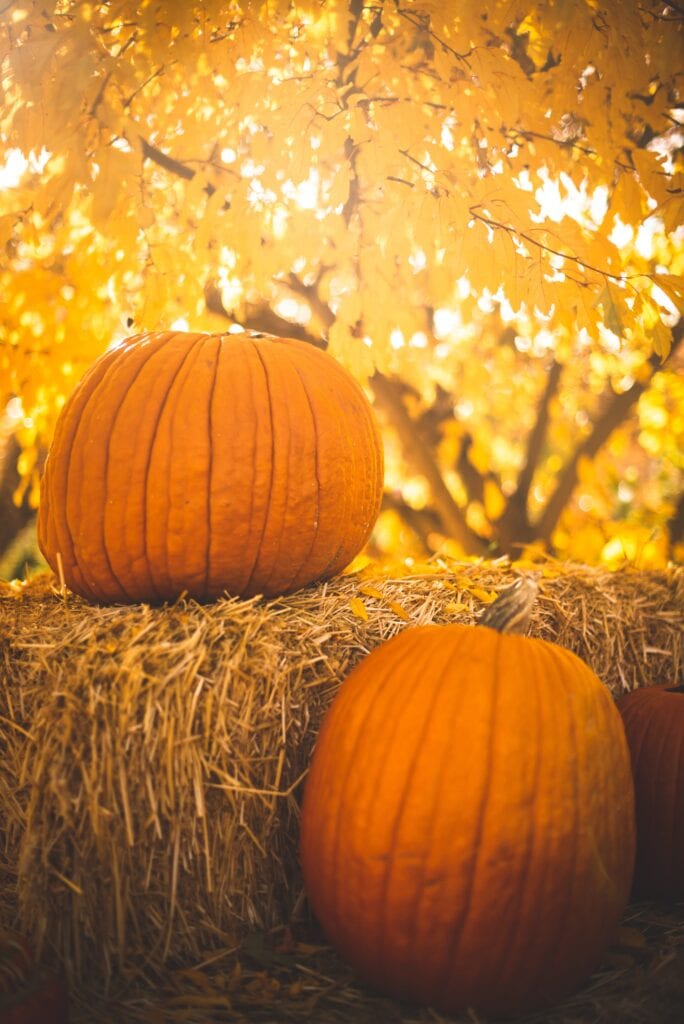 Things to do for Halloween - get a pumpkin! Photo of two pumpkins on a hay bale