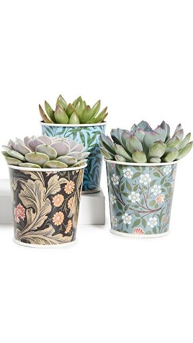 Best gifts for aquarius - potted plants