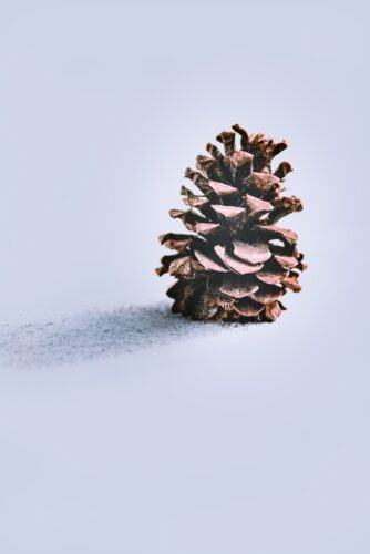 Dorm christmas decorations - Pinecone.