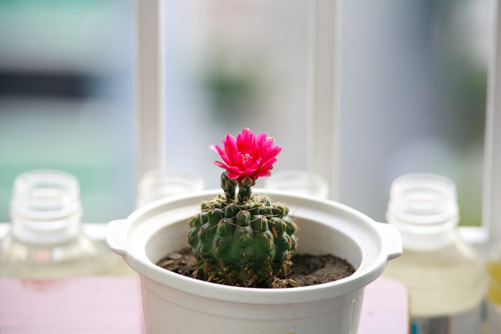 tiny cactus with pink flower