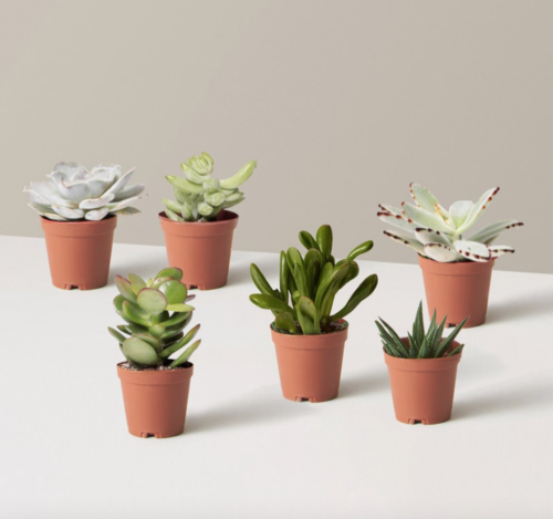 Succulent plants in terracotta pots