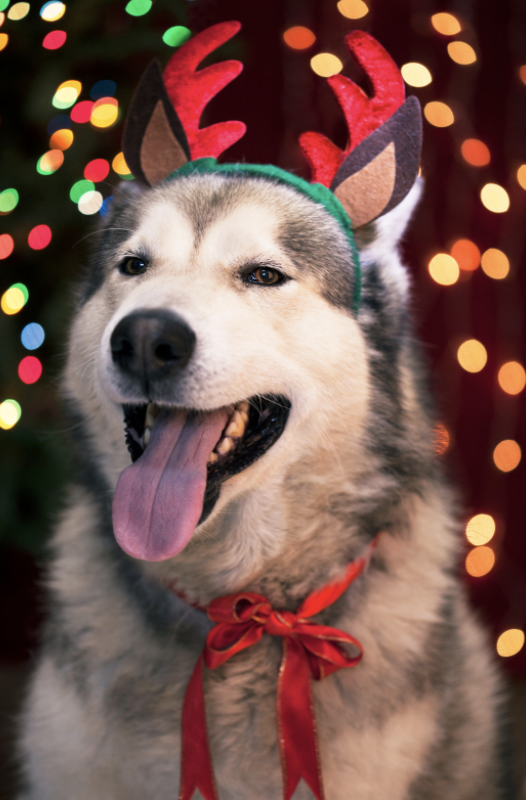 Dog wearing reindeer antlers and a bow.