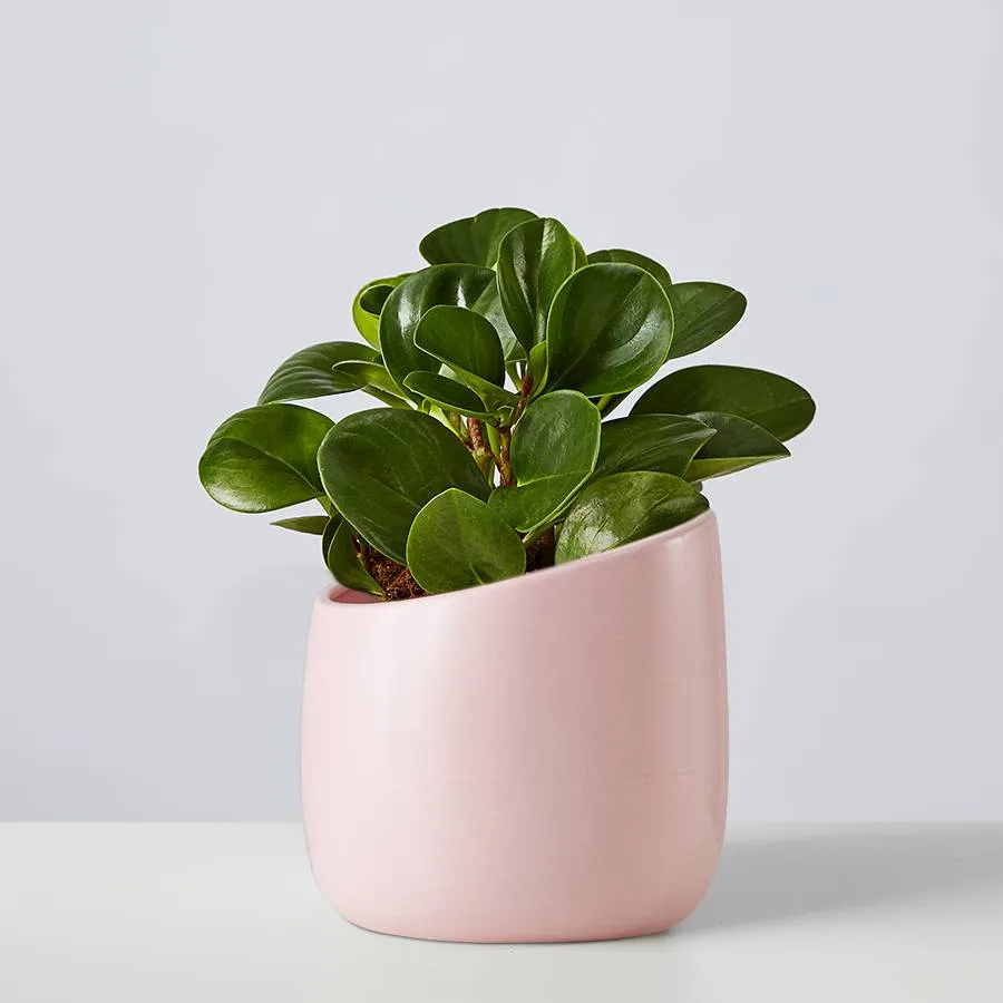 Baby rubber plant in a pink pot from Plants.com