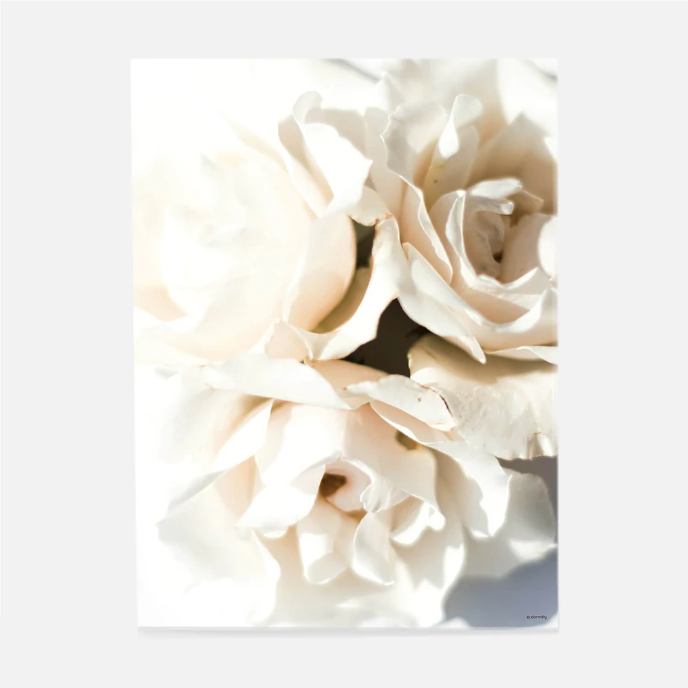 White roses art print