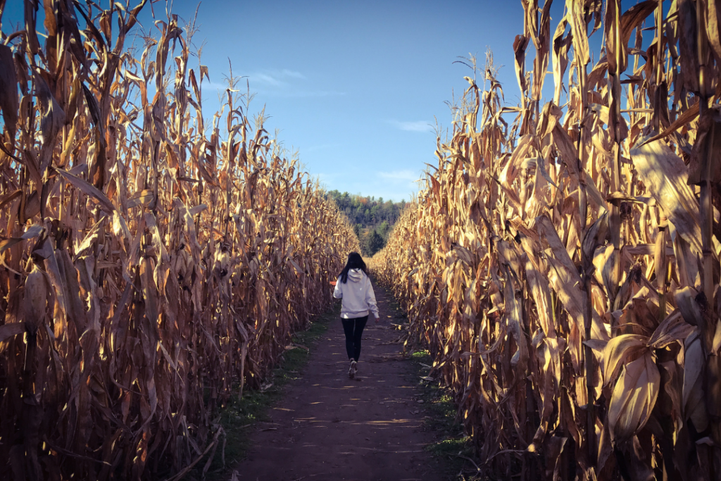 Corn maze photoshoot