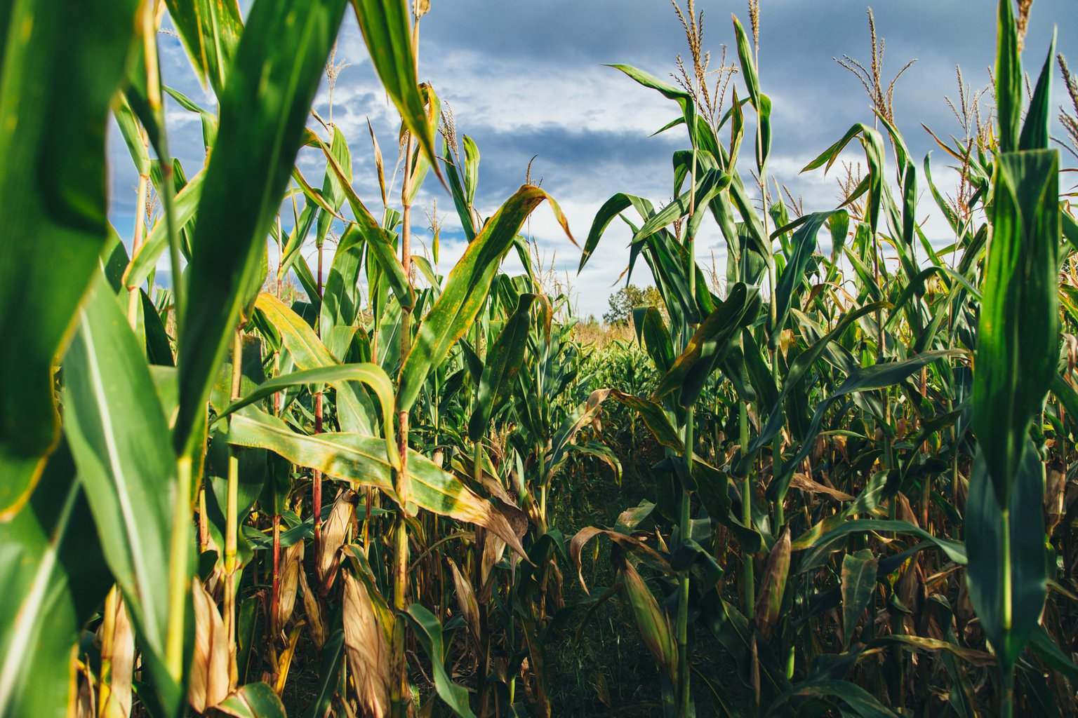 Corn maze photo from unsplash