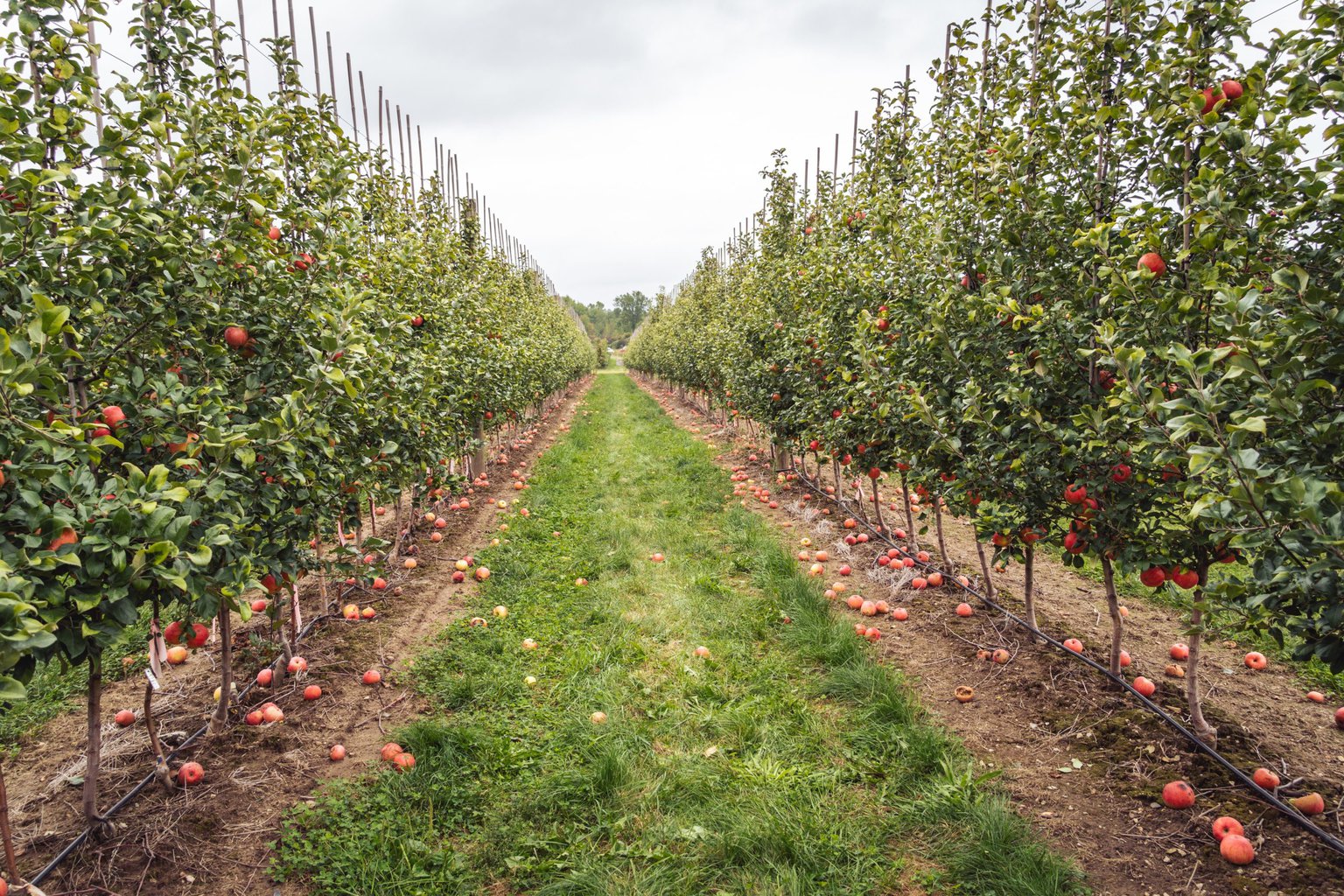Apple orchard photo from unsplash