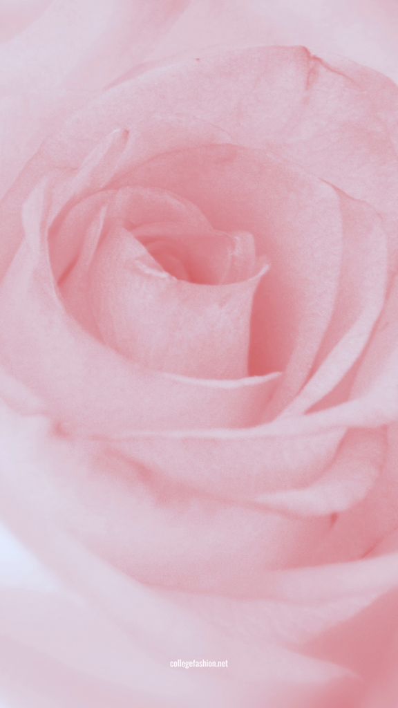 Close up photo of a rose as wallpaper