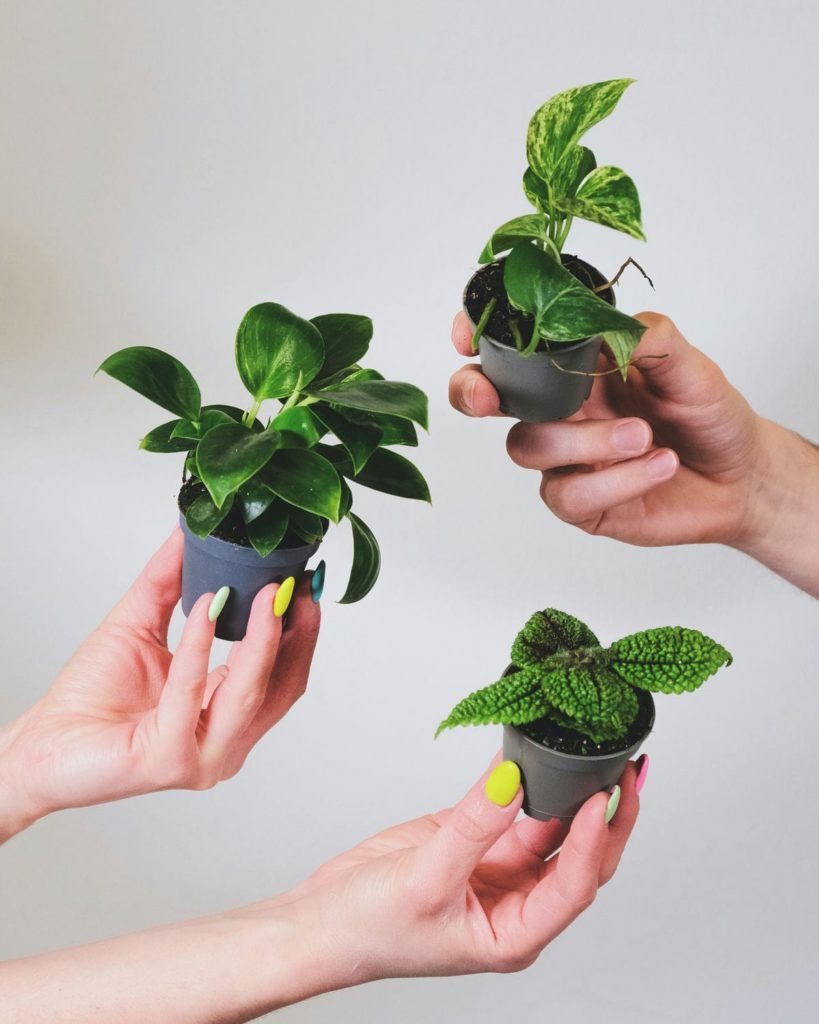 Three hands holding up three baby plants