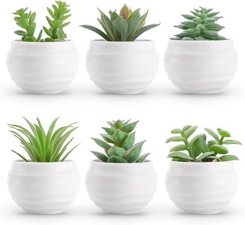 Succulents from Amazon